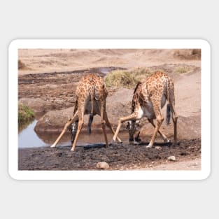 Serengeti Giraffe #8 Sticker